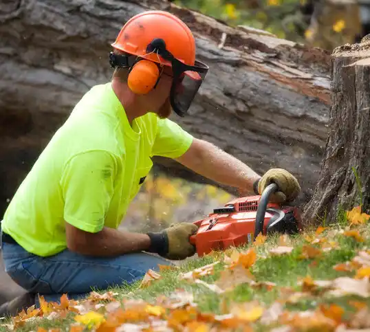 tree services Red Bank